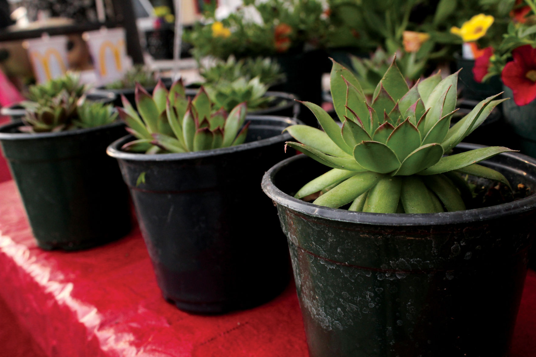Blakley Succulents